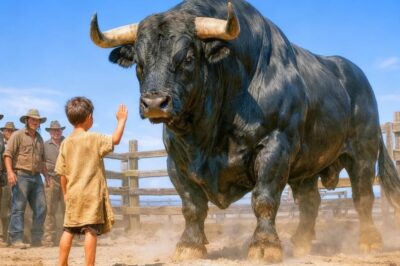 TE DOY MI RANCHO SI TOCAS ESTE TORO… SE RIÓ EL HACENDADO… PERO EL HUMILDE MUCHACHO LO CALLÓ