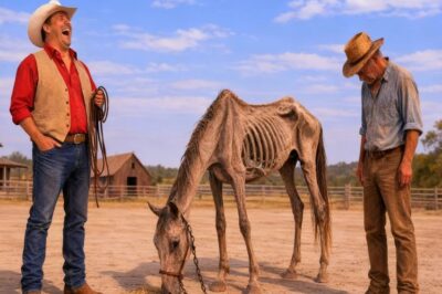 Él dio el caballo más FLACO como pago al campesino pobre… después se arrepintió.