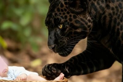 Una pantera negra encontró a un bebé en un cesto … pero no estaba abandonado …