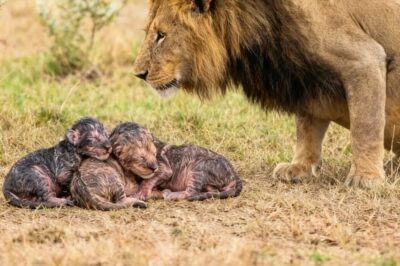 Leona abandonó a sus tres cachorros de 5 horas de nacidos, luego el león padre hizo lo impensable…