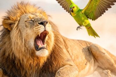 El LEÓN estaba a punto de morir… hasta que un LORO hizo algo inesperado