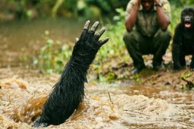 El padre gorila cayó al río frente a su cría… lo que hizo el guardabosques te hará llorar