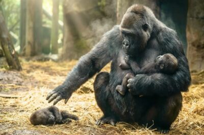 Un bebé gorila rechazado por su madre… Lo que hizo su hermano cambió todo.