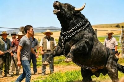CUENTO: EL TORO BRAVO IBA A SER SACRIFICADO, HASTA QUE OCURRIÓ LO QUE NADIE LO ESPERABA