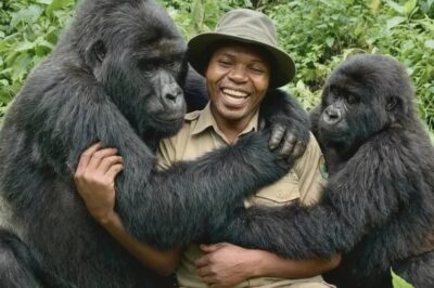 El vínculo más puro de la selva: un guardabosques y los gorilas que lo consideran familia
