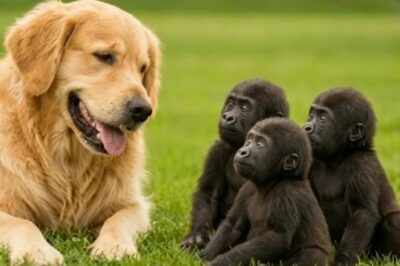 Un perro crió a 3 bebés gorila durante 2 años Lo que pasó después lo cambió todo