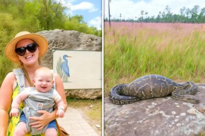 Madre Soltera Desapareció en Everglades, 1 Año Después Hallan una Pitón con un Extraño Bulto…
